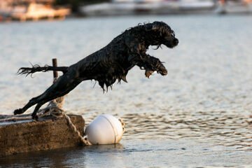 Hund springt ins Meer